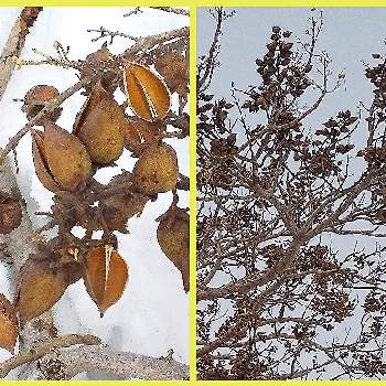 桐（きり）の画像 by 池ちゃんさん | 桐（きり）と桐の木の実と冬散歩と今日のお花♡
